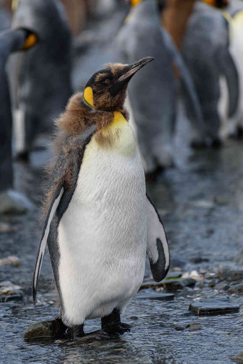Pingüino Rey - islas Georgias del Sur 046.jpg